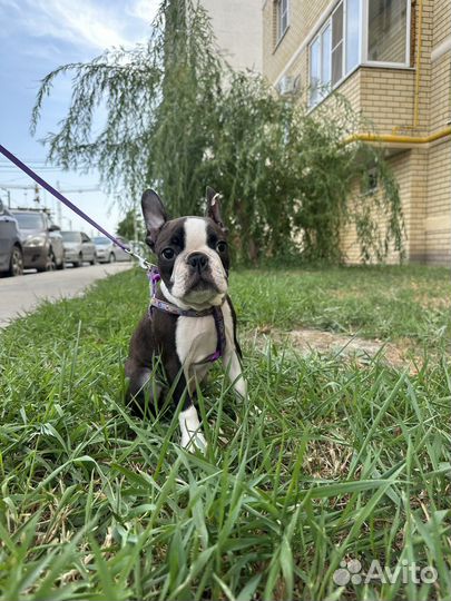 Щенки бостон терьер