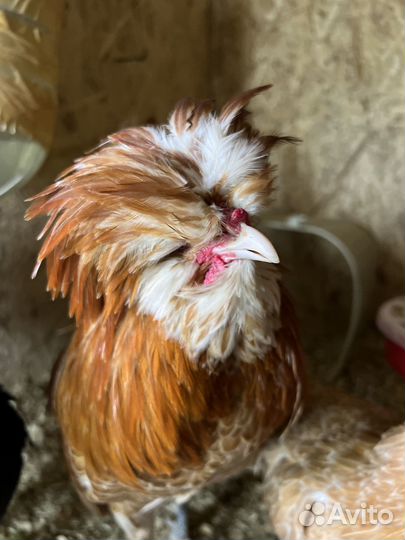 Петухи молодые племенные