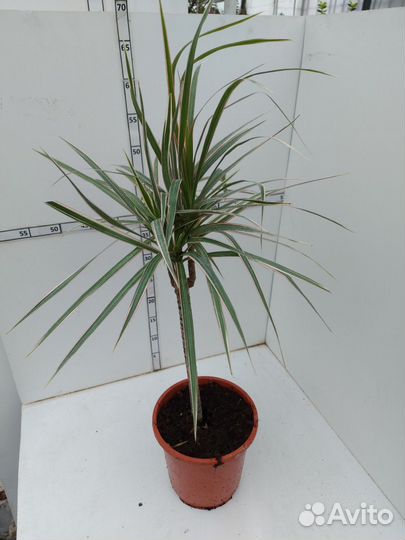 Драцена маргината