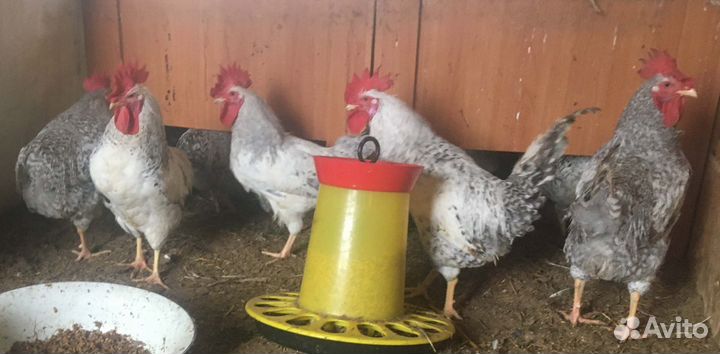 Петушки Борковская Барвистая (Леггорн серебристый)