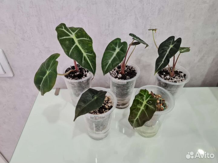 Алоказии, очень много