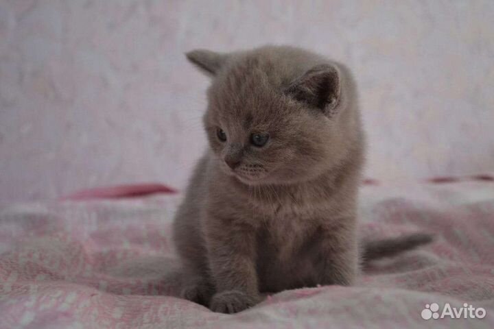 Шотландские мишутки плюшевые