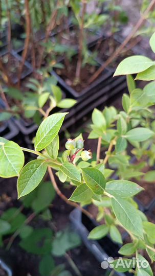 Голубика дюк