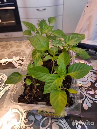 Рассада перец сладкий красный, (Богатырь)