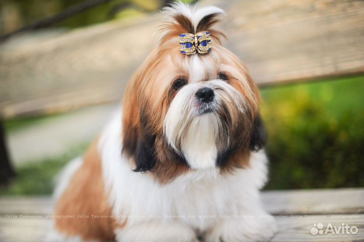 Ши-тцу вязка