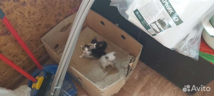 Котята в добрые руки