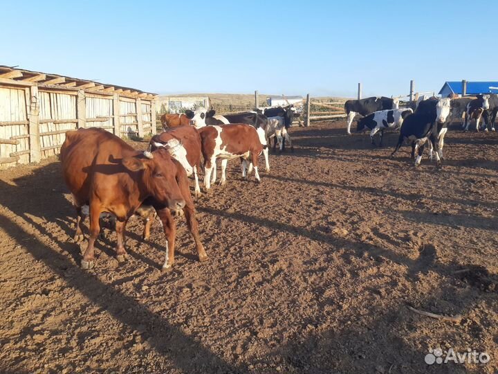 Телята бычки, телки