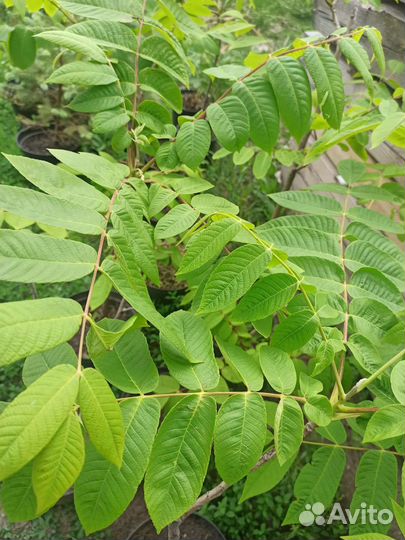 Саженцы -Орех Маньжурский