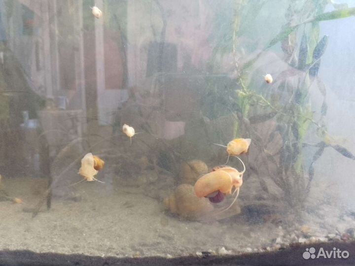 Улитки аквариумные ампулярии