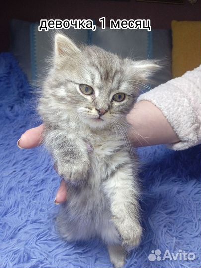 Отдам котят в добрые руки