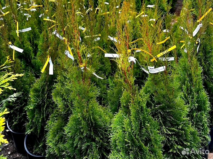 Туя брабант черенки оптом