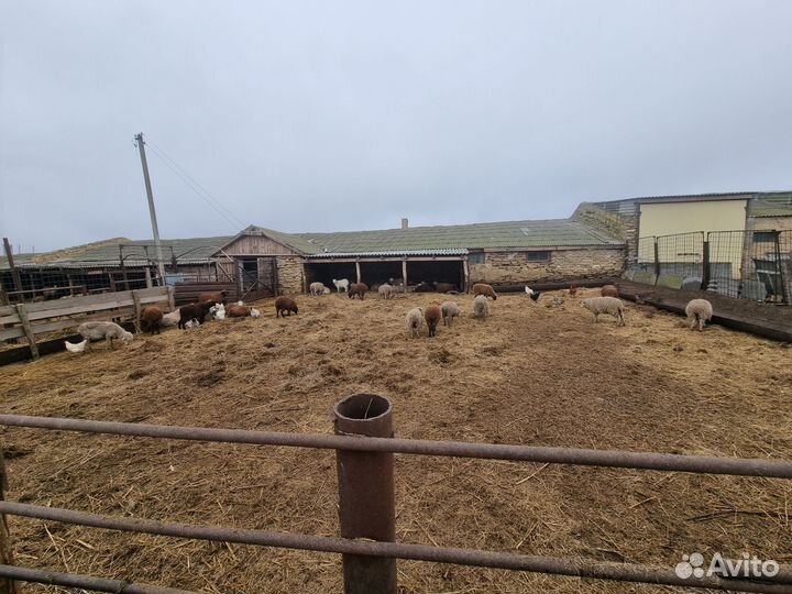 Овцы бараны ягнята оптом