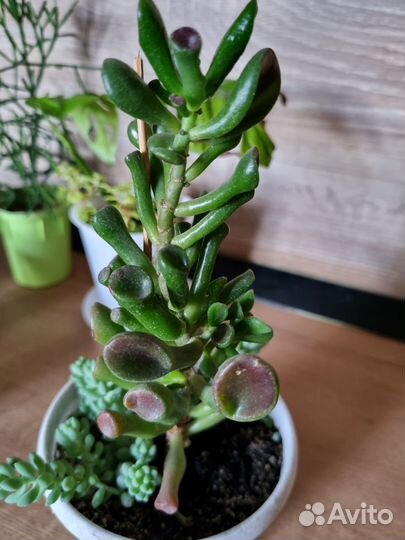 Комнатные растения цветы