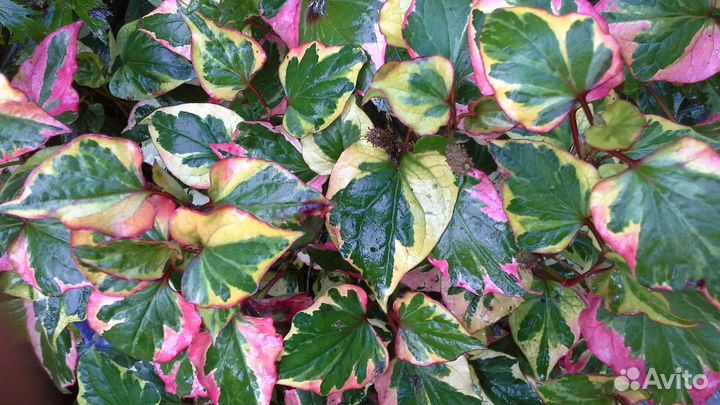 Многолетние растения для сада