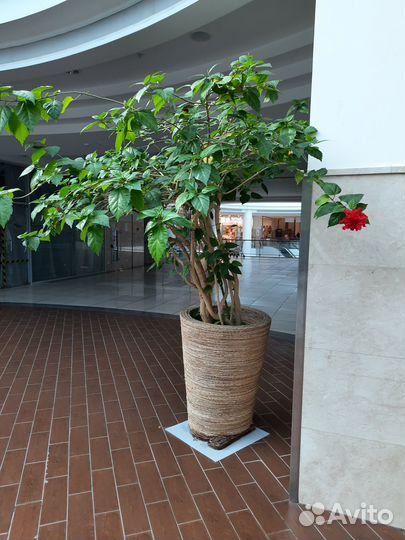 Сортовые гибискусы