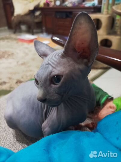 Канадский сфинкс