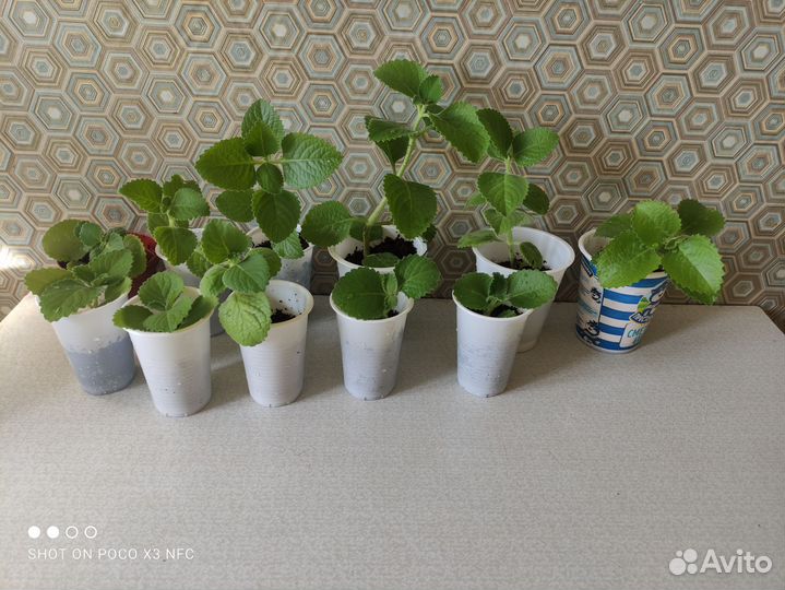 Комнатная мята