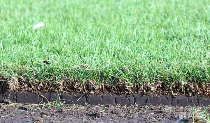 Газон, укладка рулонного газона