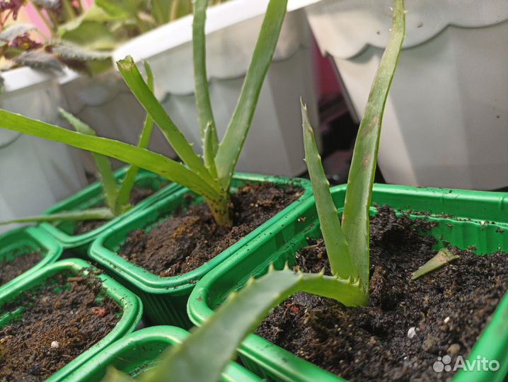 Алоэ древовидное (столетник)