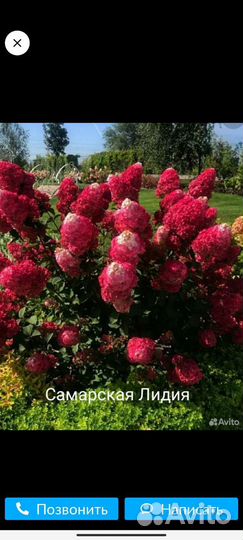 Гортензия метельчатая