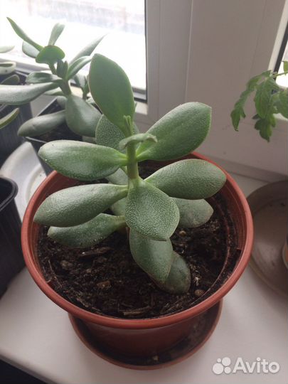 Толстянка,денежное дерево