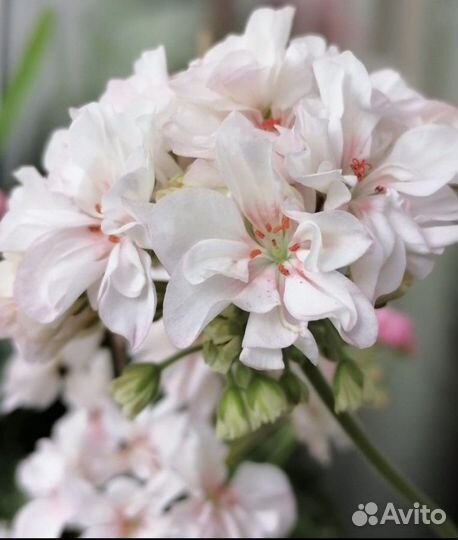 Пеларгонии