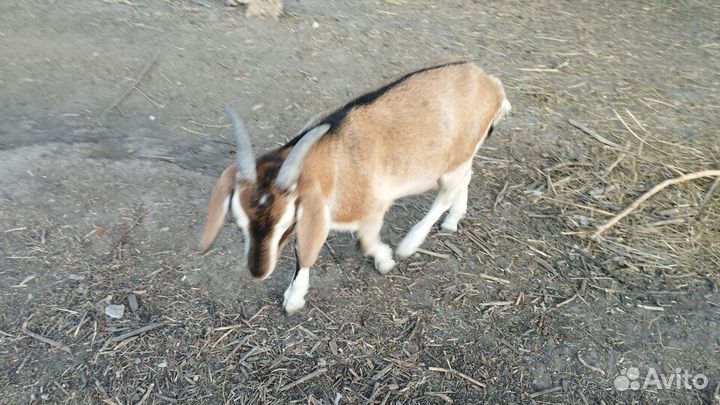 Зааненская дойная коза, козлята, козочки