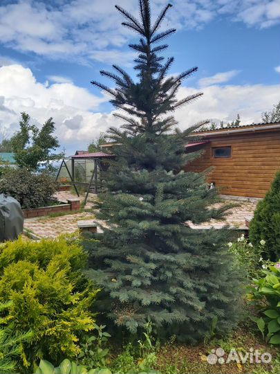 Продам ель