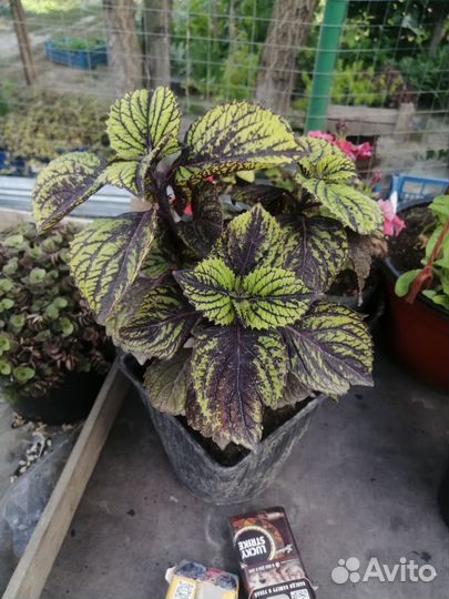 Цветы петуния