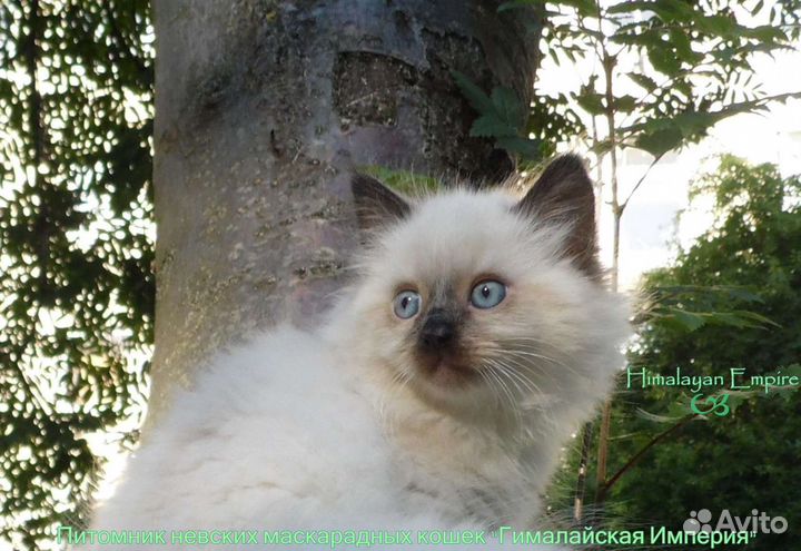 Невская маскарадная