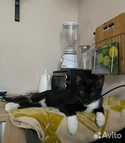 Кот в добрые руки