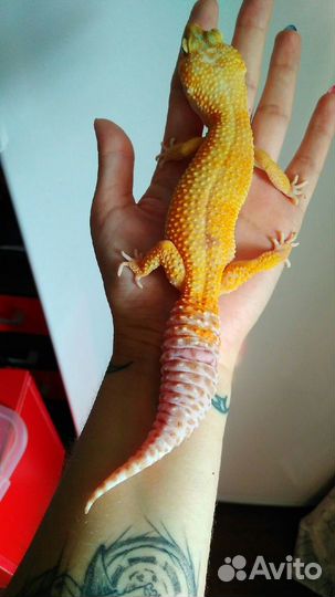 Передержка рептилий