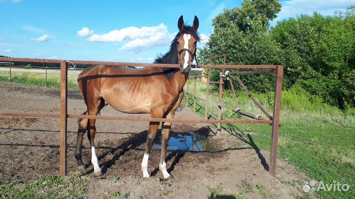 Племенные буденновские и импортные лошади