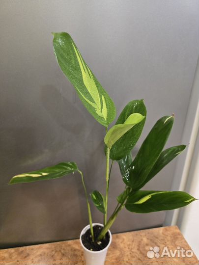 Калатея ктенанта Лубберса Золотая мозаика