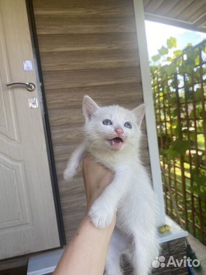 Котята в добрые руки даром