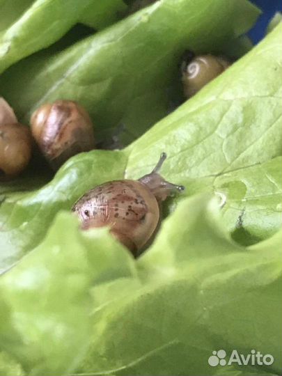 Улитка ахатина (малыши)
