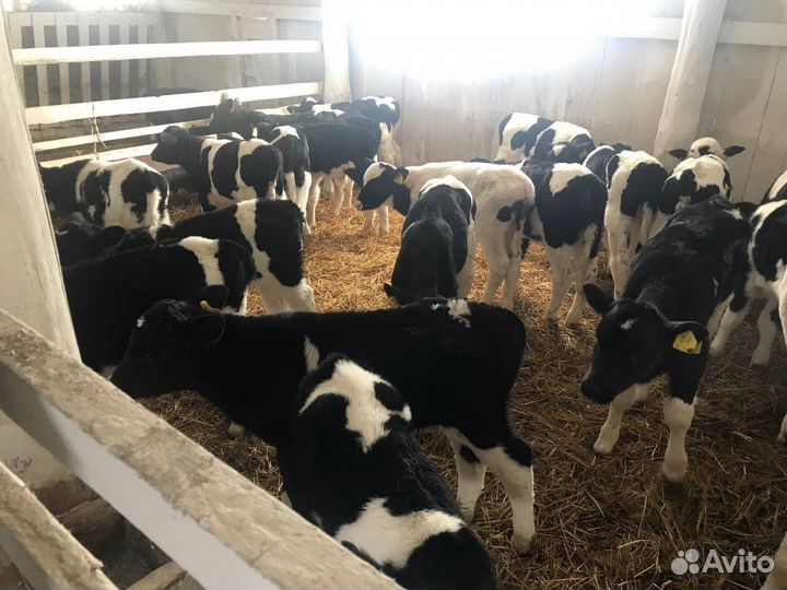 Бычки и телки