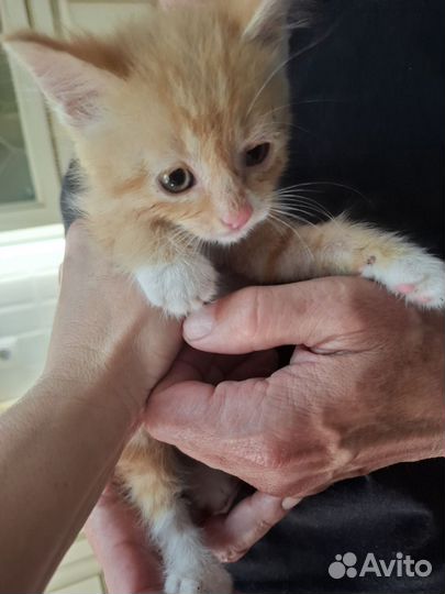 Кошка в дар