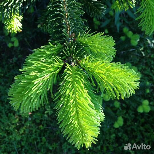 Сушёный вереск, пижма, пихта, ель, кедр