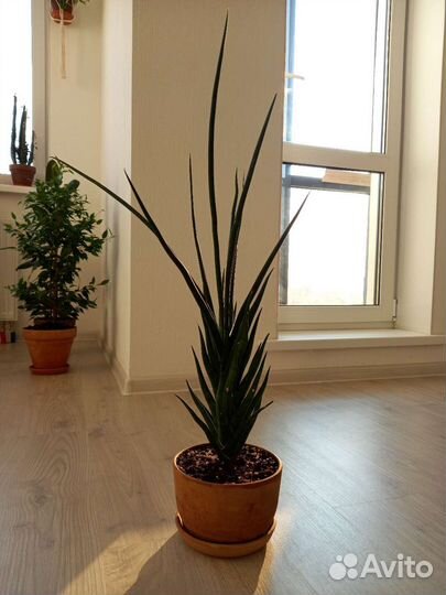 Сансевиерия францизи