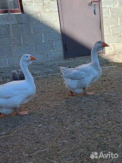 Холмогорские гуси