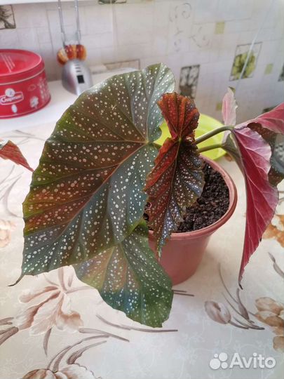 Цветы комнатные