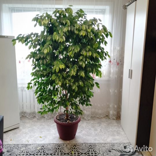 Фикус бенджамина большой