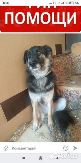 Собака в дар