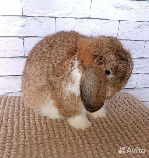 Шикарный самец минилоп от импортного отца