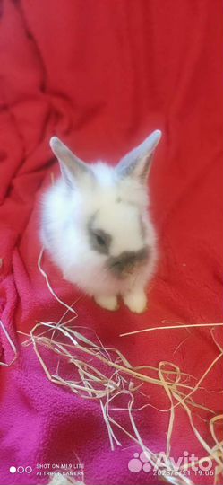 Декоративные кролики