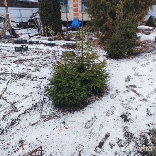 Ель живая с корнями
