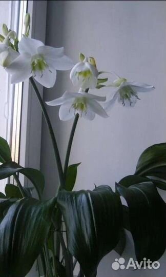 Эухарис или амазонская лилия