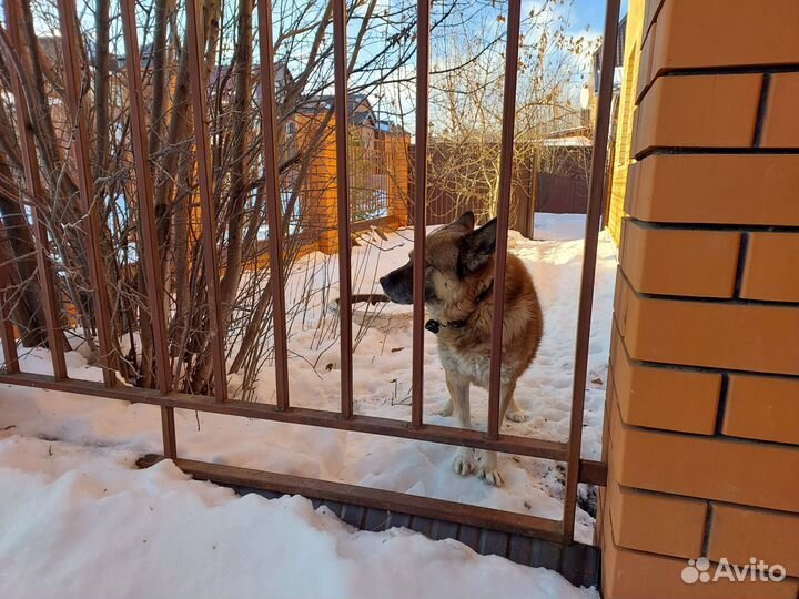 Собака овчарка в добрые руки