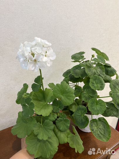 Пеларгонии сортовые